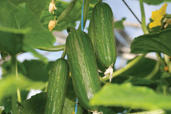 The-best-cukes-for-hoophouses