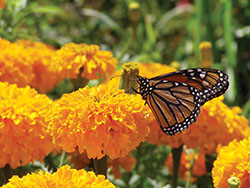 Gold Coin Marigold