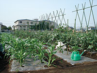japangarden