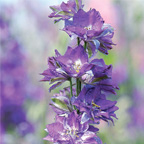 Larkspur