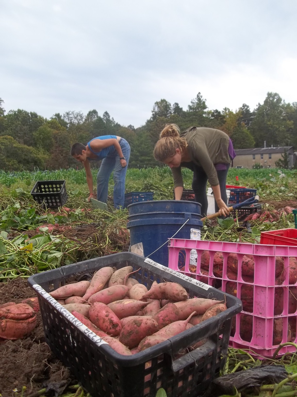 Vegetable Growers Gaining Speed to Plant Faster Than They Can Sell It -  Growing Produce