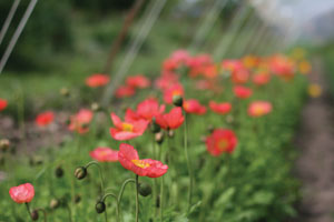 Poppies