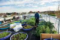 Portland rooftop garden
