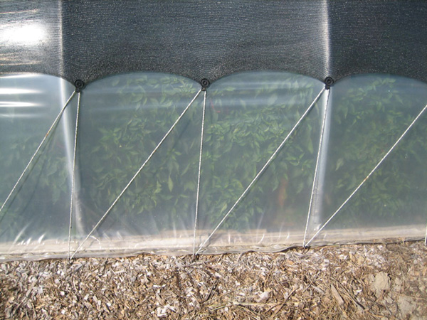 Protect plants with shade cloth, insect mesh