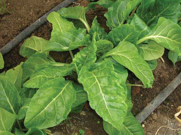 spinach chard