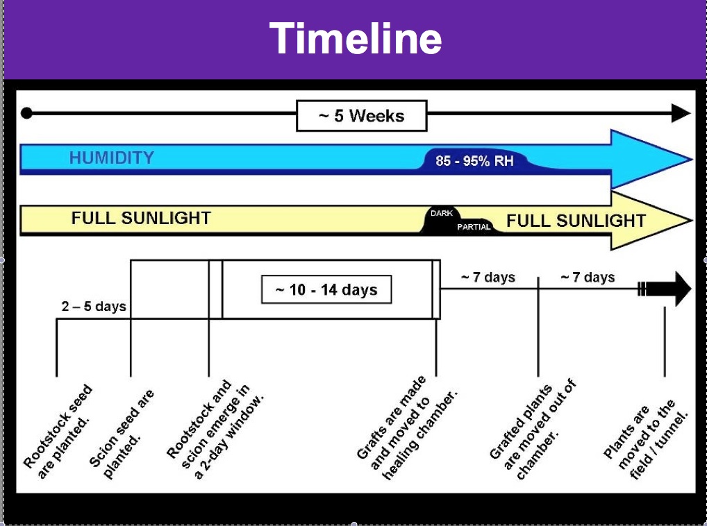 Time Line