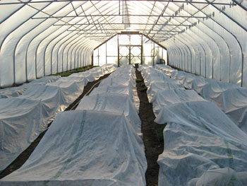 hoop house with row covers over plants