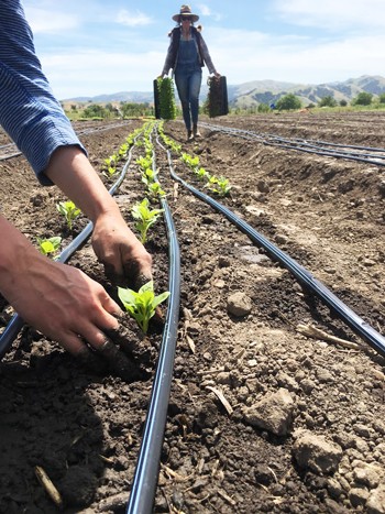 farmer-to-farmer-profile-bluma-flower-farm