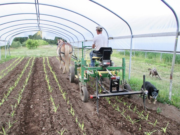 plant-density-for-single-and-multi-row-systems