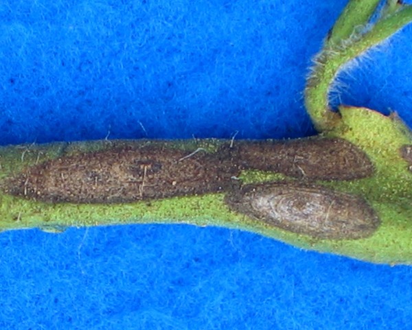 understanding-early-blight