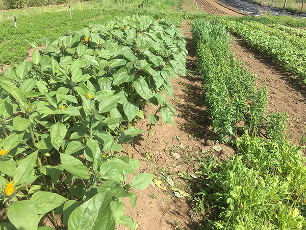 getting-started-cut-flowers-part-2-production-and