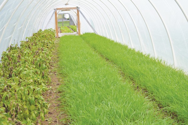 beech-grove-farm-farmer-farmer-profile