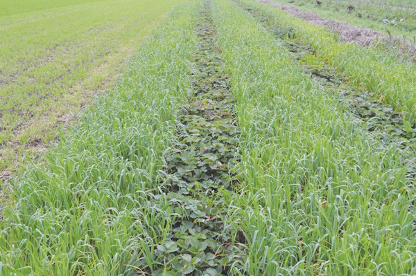 beech-grove-farm-farmer-farmer-profile