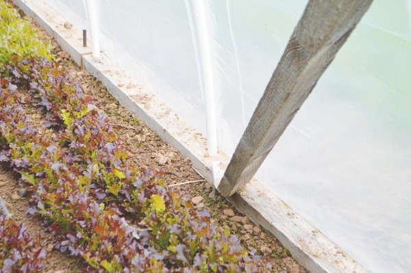 beech-grove-farm-farmer-farmer-profile