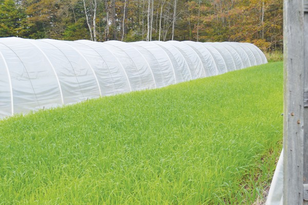 beech-grove-farm-farmer-farmer-profile