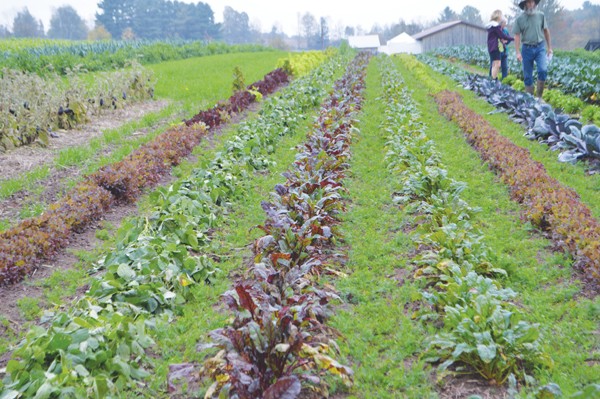 beech-grove-farm-farmer-farmer-profile