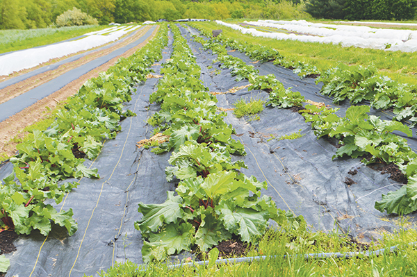 new-morning-farm-profile
