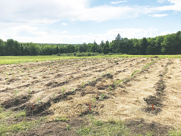 growing-hemp-the-first-time-part-two