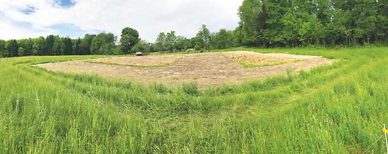growing-hemp-the-first-time-part-two