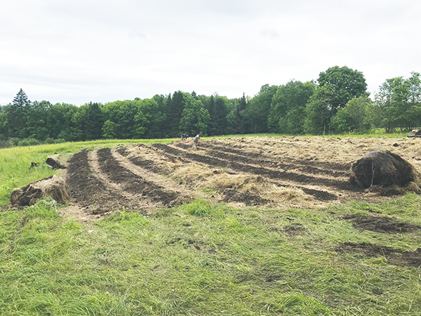 growing-hemp-the-first-time-part-two