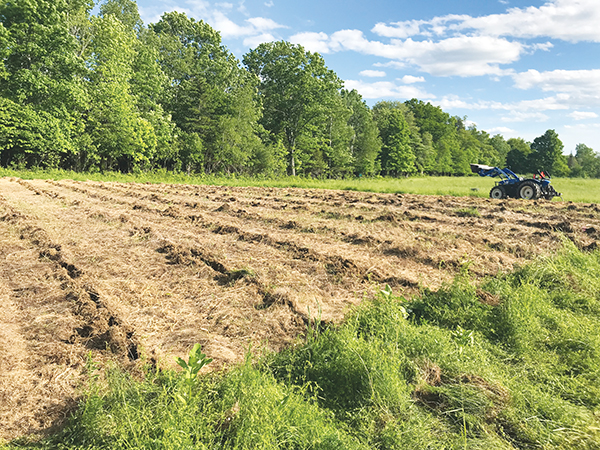 growing-hemp-the-first-time-part-two