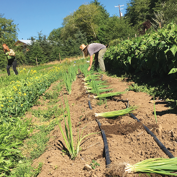 what-would-lazy-farmer-do-training-effectiveness-and