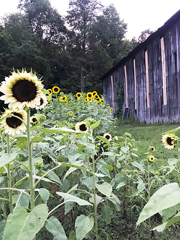 observations-important-tool-producing-quality-flowers