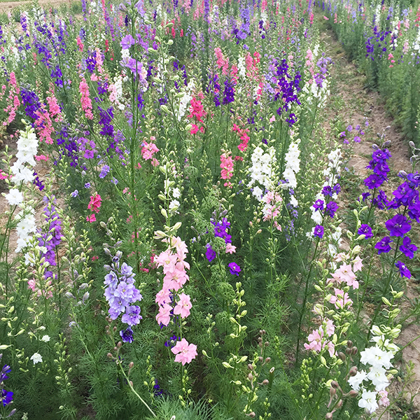 tricks-the-trade-starting-flower-seed