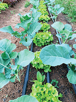 microbes-land-repair-5year-ecofarming-trial