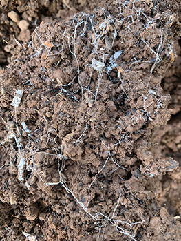 microbes-land-repair-5year-ecofarming-trial