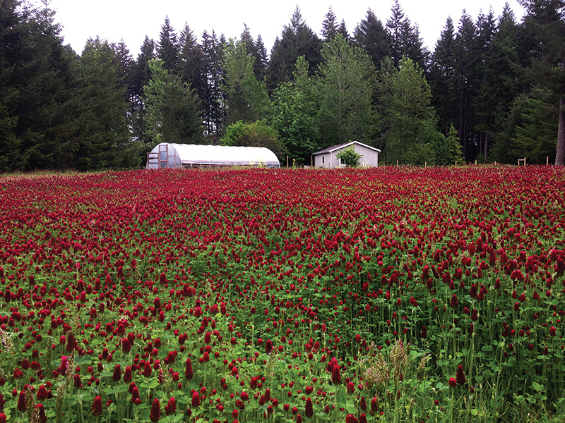 microbes-land-repair-5year-ecofarming-trial