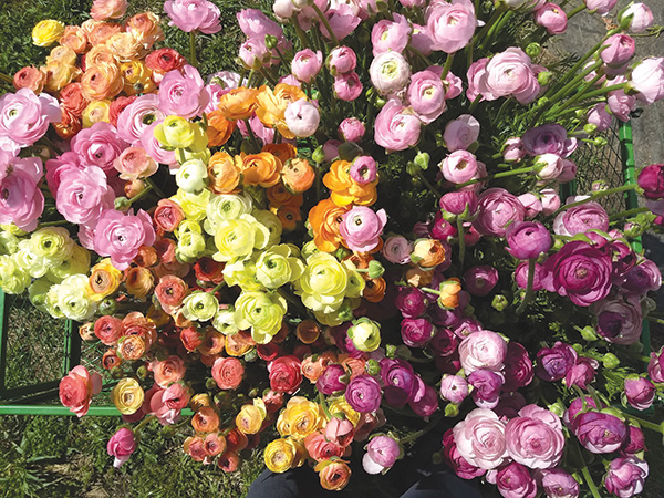early-season-income-ranunculus-and-anemones
