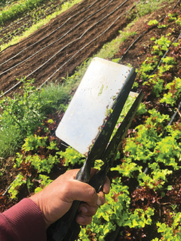 simple-salad-harvester-and-wooden-bed-shaper