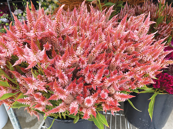 tricks-the-trade-starting-flower-seed