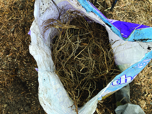 field-bindweed-menace-admirable-will-live