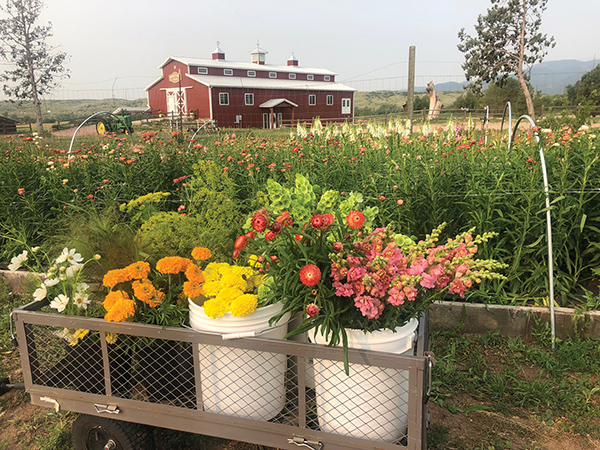 brownfield-flower-farms