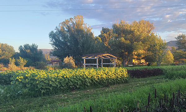 becoming-flower-farmer