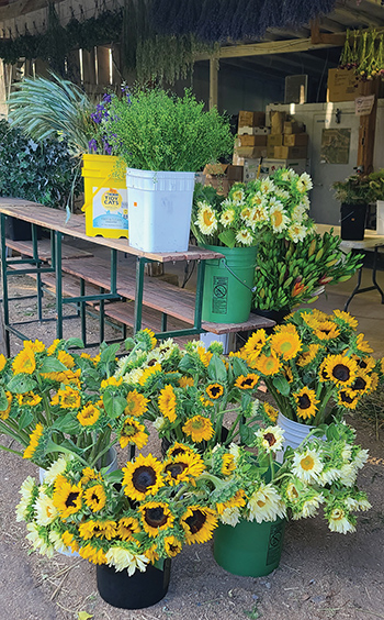 becoming-flower-farmer