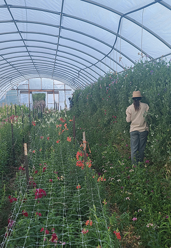becoming-flower-farmer
