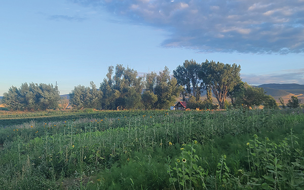becoming-flower-farmer
