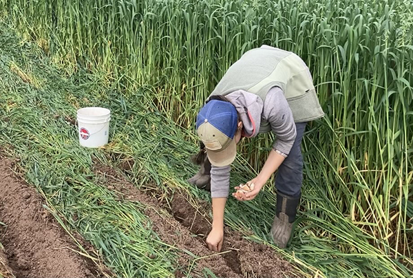 the-economics-notill-garlic-beech-grove-farm-case-study