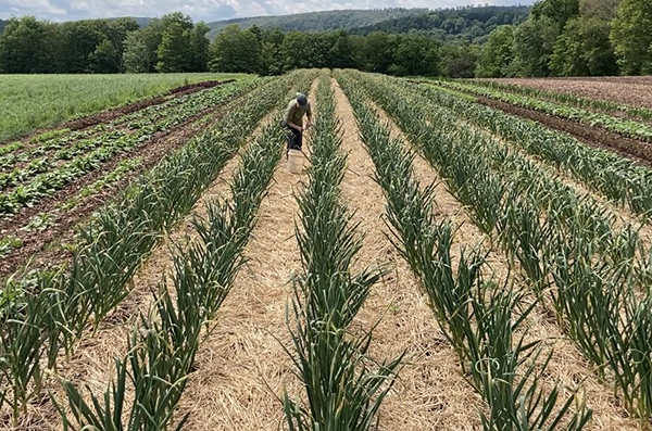 the-economics-notill-garlic-beech-grove-farm-case-study