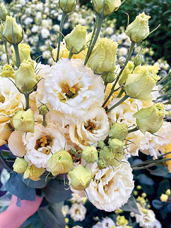 planning-and-starting-lisianthus-from-seed