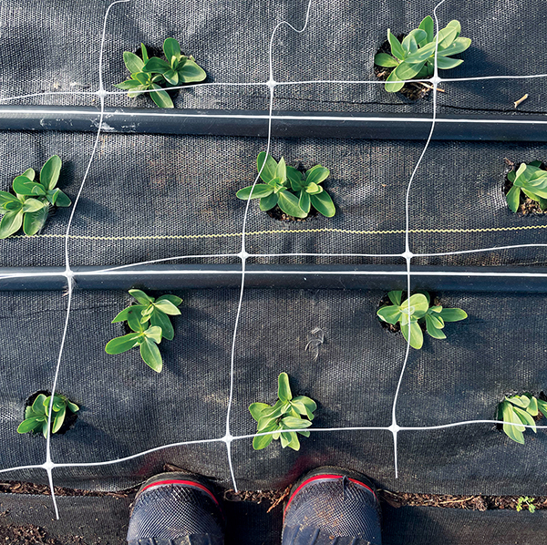 planning-and-starting-lisianthus-from-seed