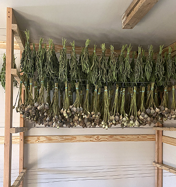 how-dry-flowers-that-come-back-from-market