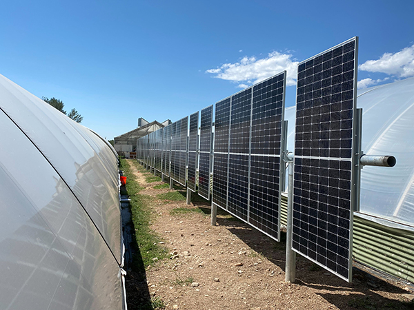 agrivoltaics-putting-the-farm-back-solar-farms