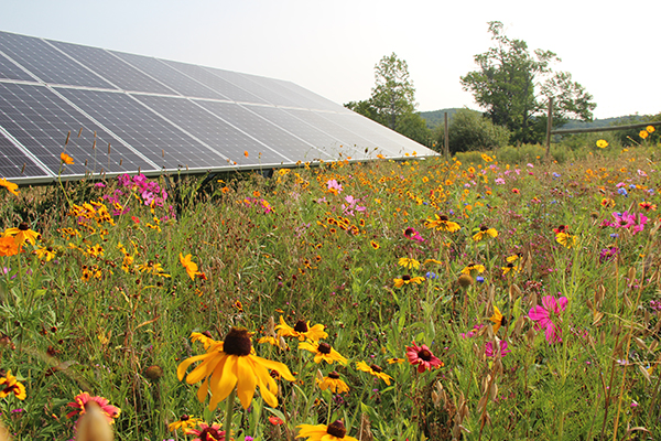 agrivoltaics-putting-the-farm-back-solar-farms