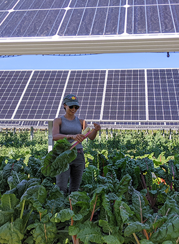 agrivoltaics-putting-the-farm-back-solar-farms