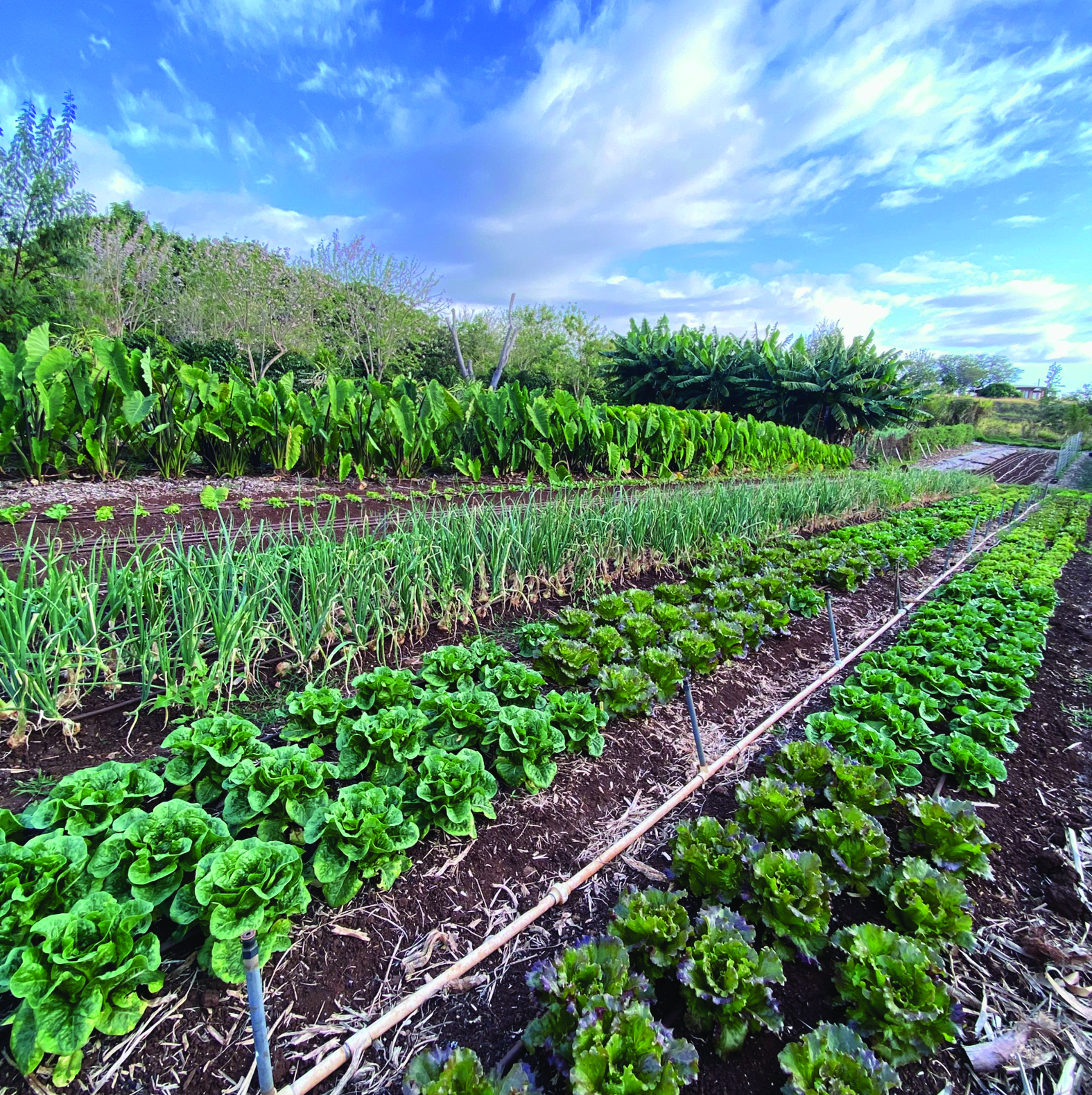 strategies-farming-clay