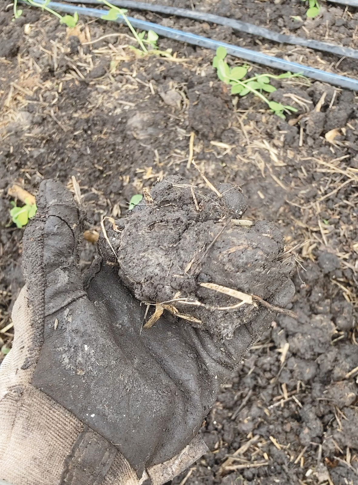 strategies-farming-clay